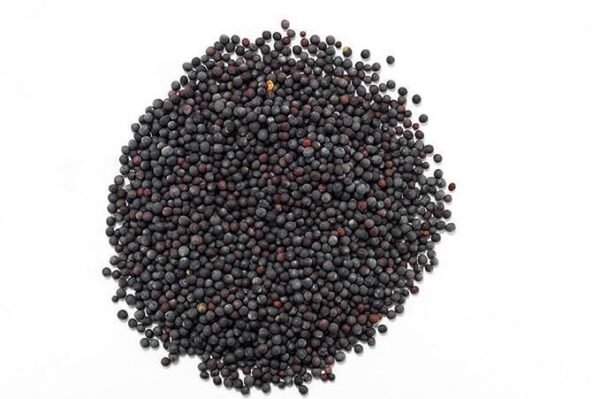 3769117216 Graine de moutarde noire - 100 gr